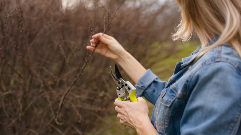 A woman holding pruners in one hand and a stem in the other pauses before cutting.