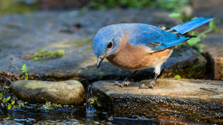 A bluebird perched on a flat stone near a body of water.