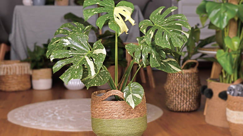 large houseplants in baskets