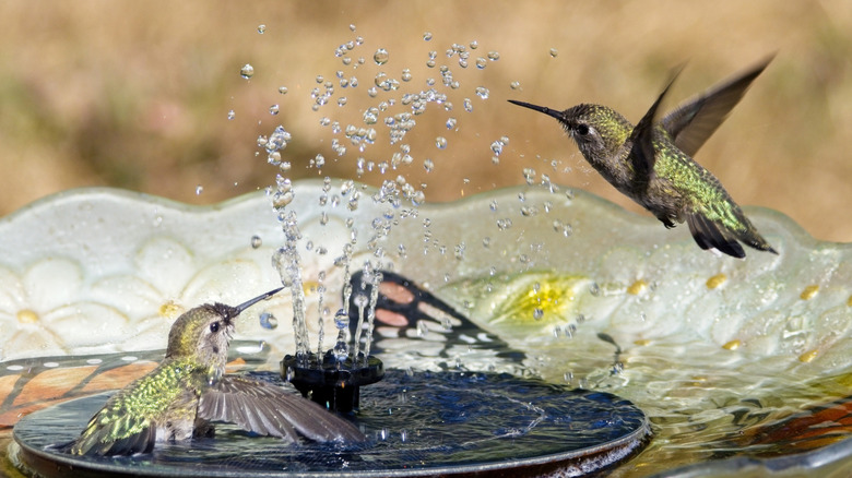 Two hummingbirds visit a bubbling birdbath
