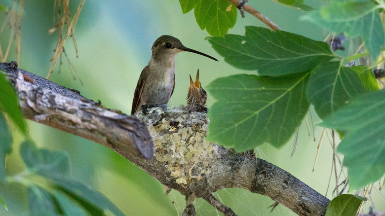 Adult hummingbird and baby bird in a nest on a tree branch