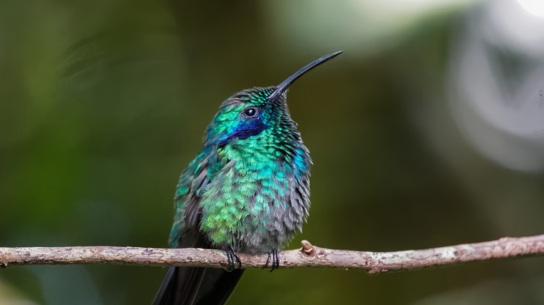 Close up of a blue green hummingbird perching on a tree branch