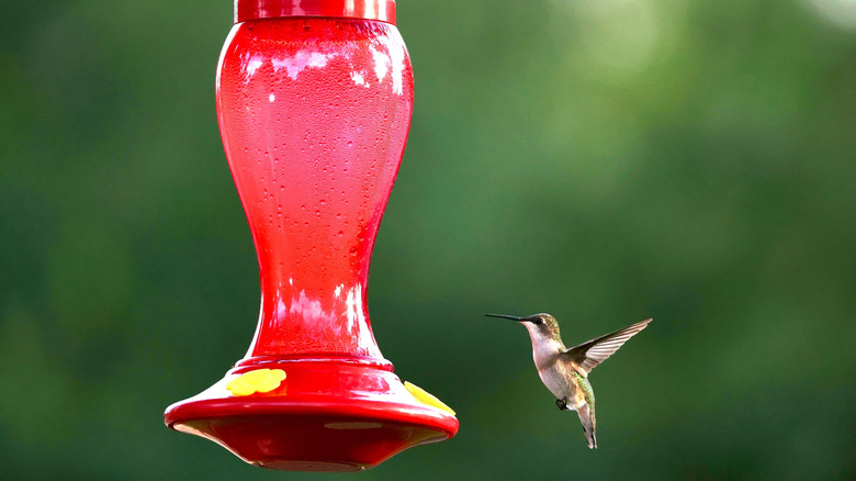 A hummingbird hovers near a hanging red feeder