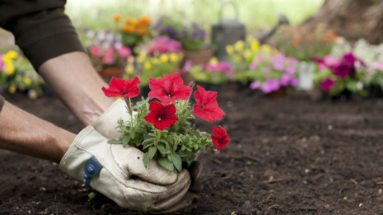 Close up of hands planting red petunias in soil