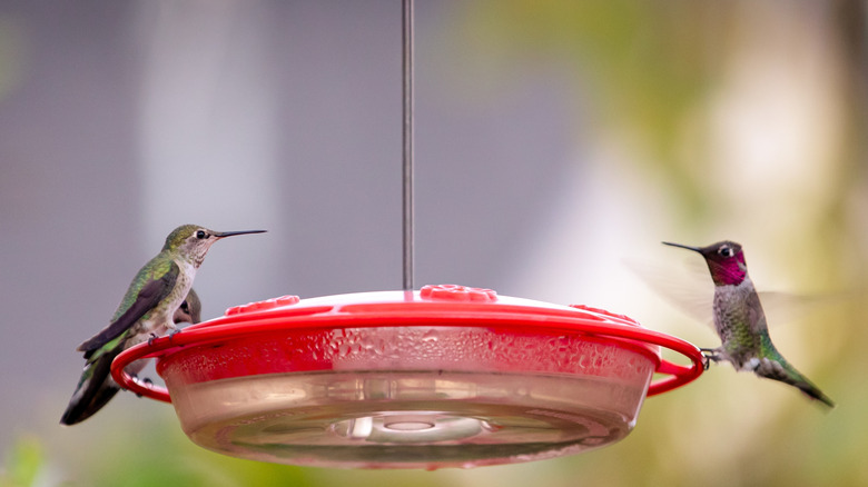 Two hummingbirds sitting on a feeder