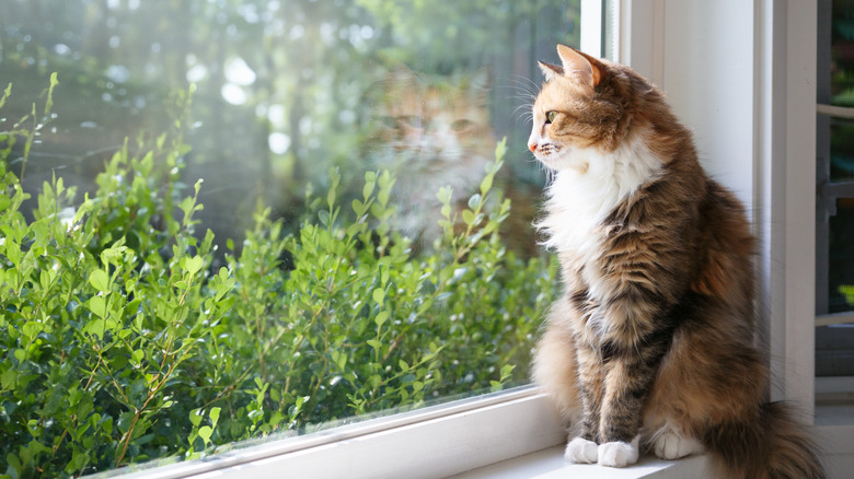 An indoor cat sits on a window ledge and looks at garden outside