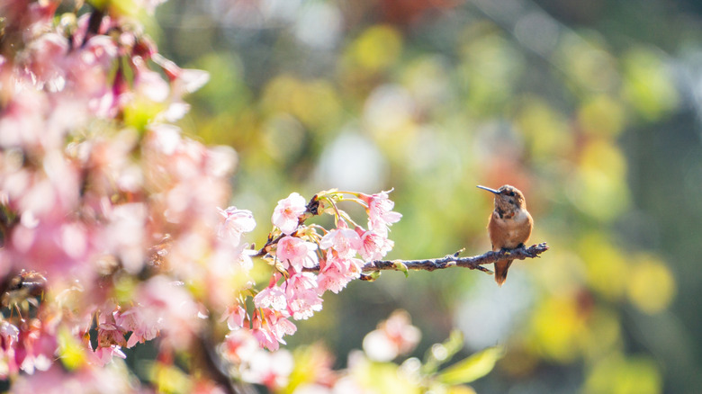 Hummingbird on branch sticking out of pink tree in spring