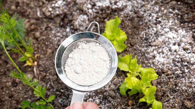A hand holds a sifter of diatomaceous earth powder over a garden