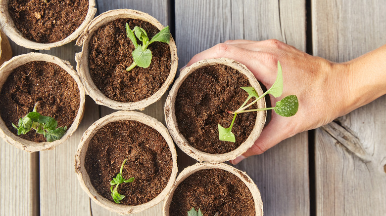 seedlings in starter pots