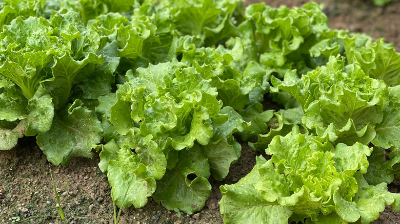 Heads of fresh lettuce grow in rows in a backyard garden.
