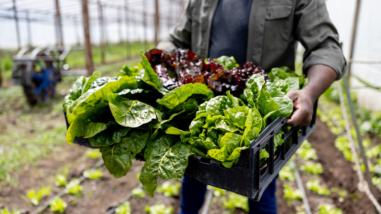 Close-up on a farmer carrying a basket of lettuce in a greenhouse.
