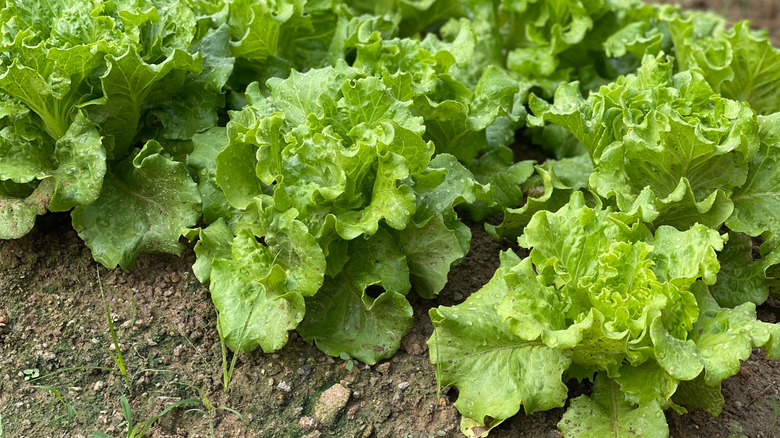 Heads of fresh lettuce grow in rows in a backyard garden.