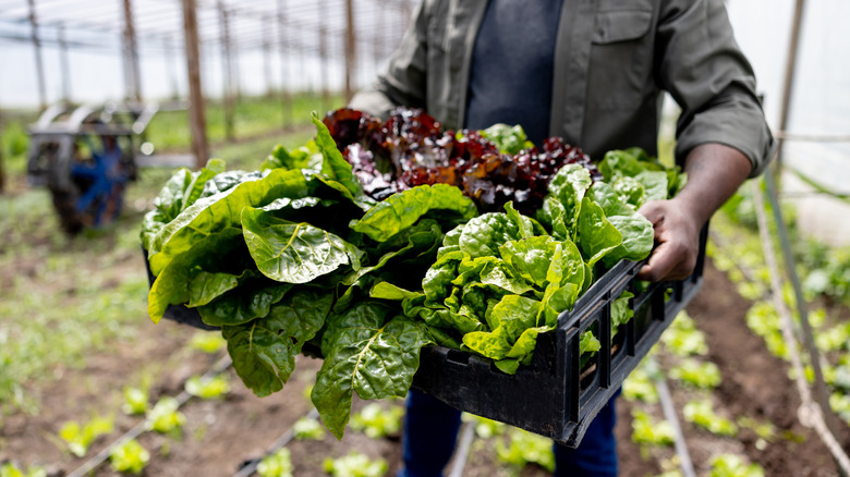 Close-up on a farmer carrying a basket of lettuce in a greenhouse.