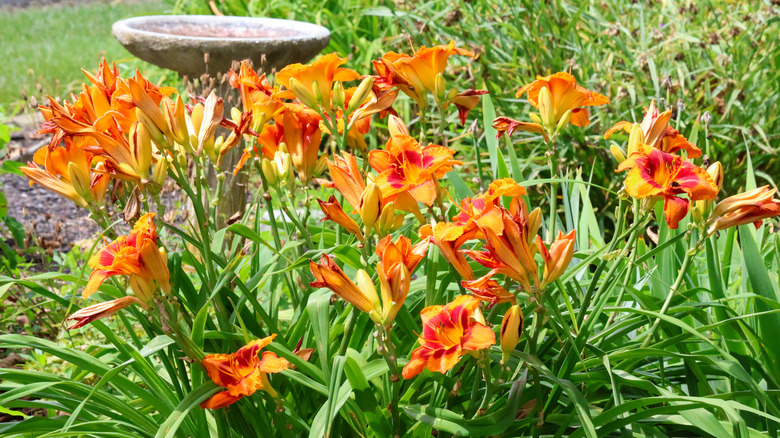 An abundant patch of blooming daylilies in a garden bed with a concrete bird bath in the background.
