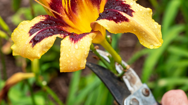 A person cuts a single daylily bloom at the stem using pruners.
