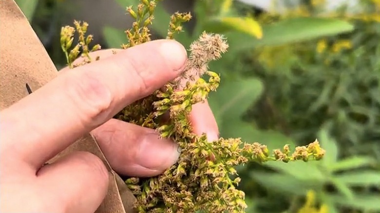 A hand holding a spray of spent goldenrod flowers with a finger pointing to the seeds