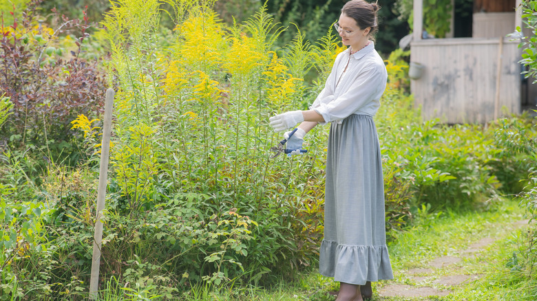 Gardener with a pair of pruning shears in the garden trimming goldenrod flowers