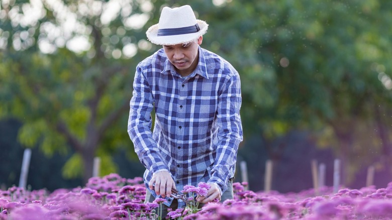 Man deadheading purple mums outdoors