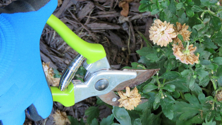 Hands deadheading mums outdoors 