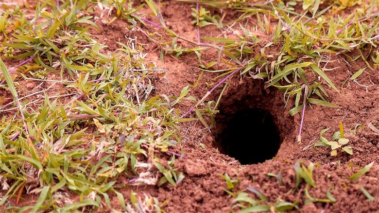 Snake hole in dirt 