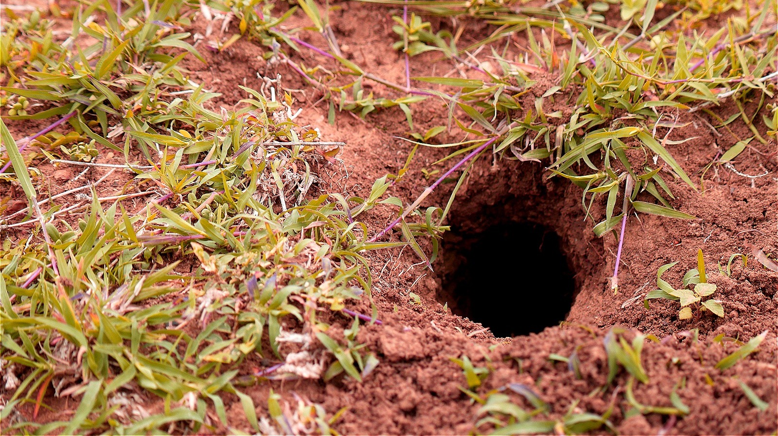How To Deal With Snake Holes In Your Yard