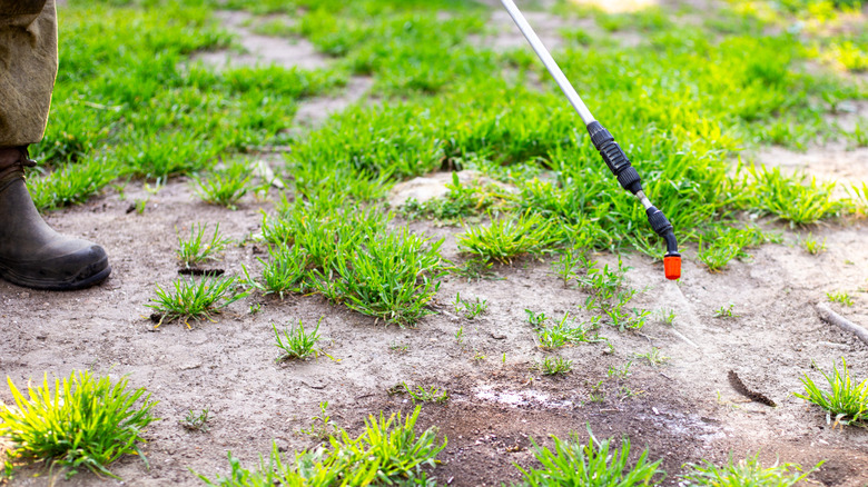 A person spraying a patch of crabgrass with herbicide
