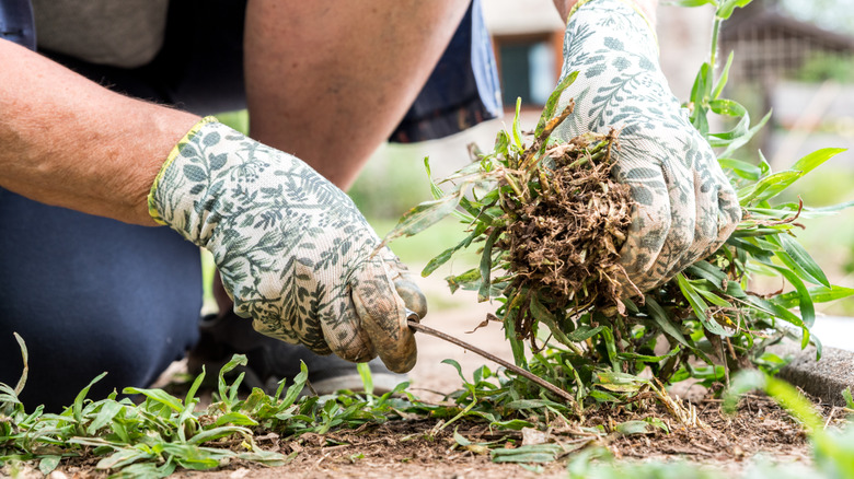 A gardener removing weeds by hand from a path