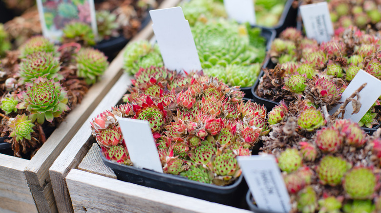Succulents with plant care tags
