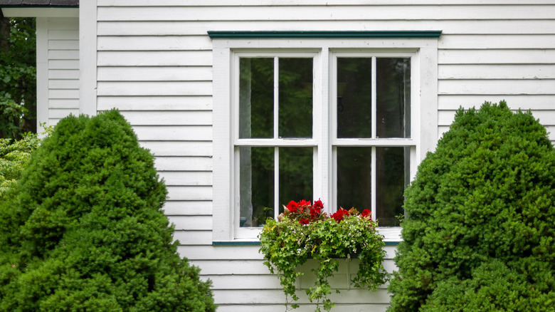 windows with outdoor flower boxes