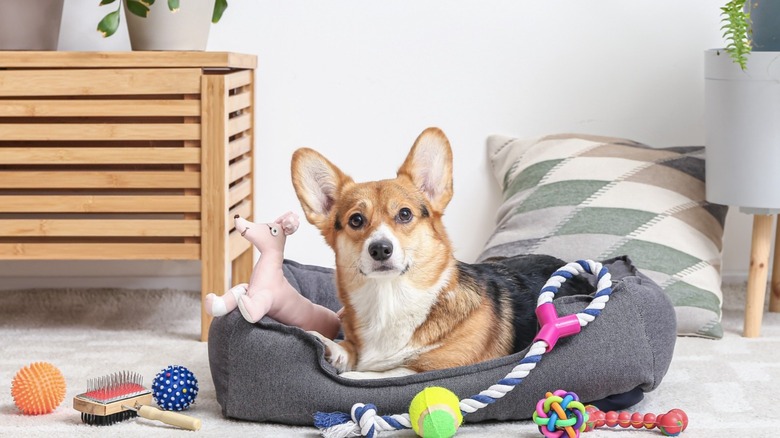 Dog in bed with toys 