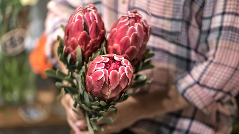 a person holding three protea flowers