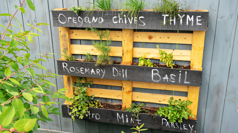 vertical herb garden with wood pallets