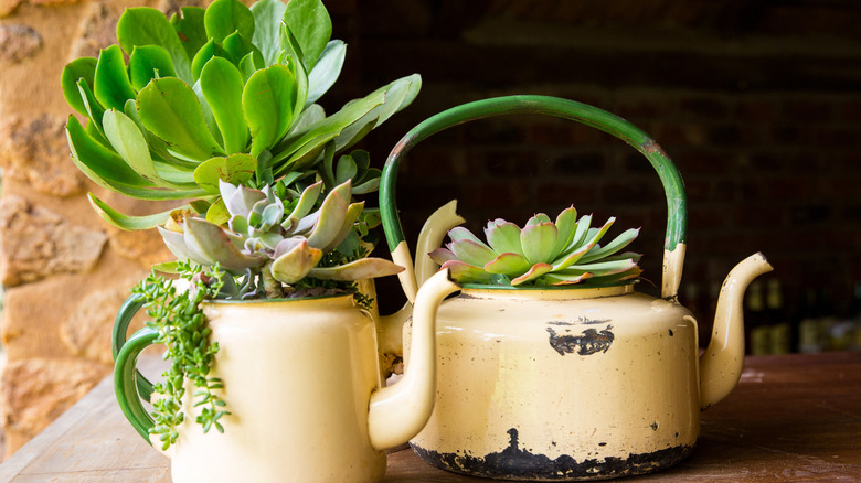 teapots planted with succulents