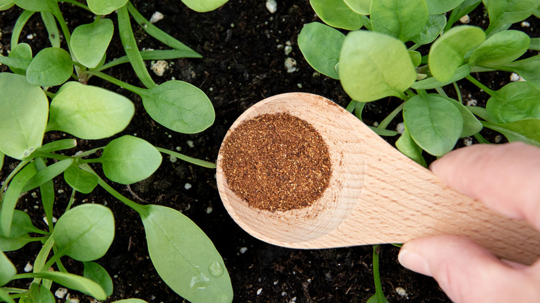 A spoon sprinkling cinnamon outside