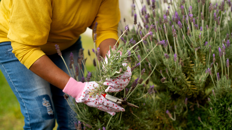 a gardener working with lavender