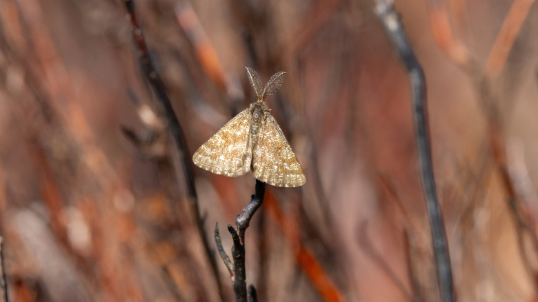 a moth sitting on a branch