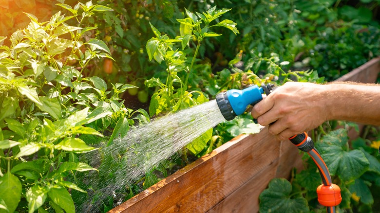 Watering plants in garden bed