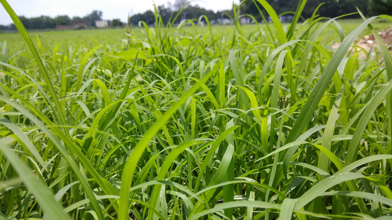 perennial ryegrass