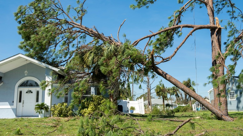 A storm-damaged tree has fallen on a blue house