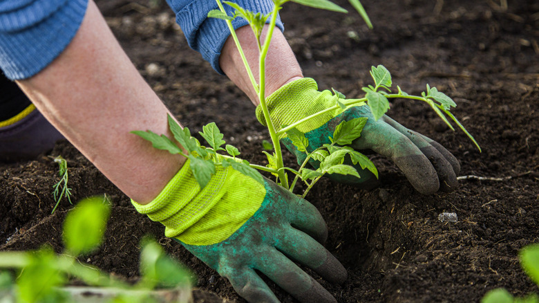 gardener planting tomatoes