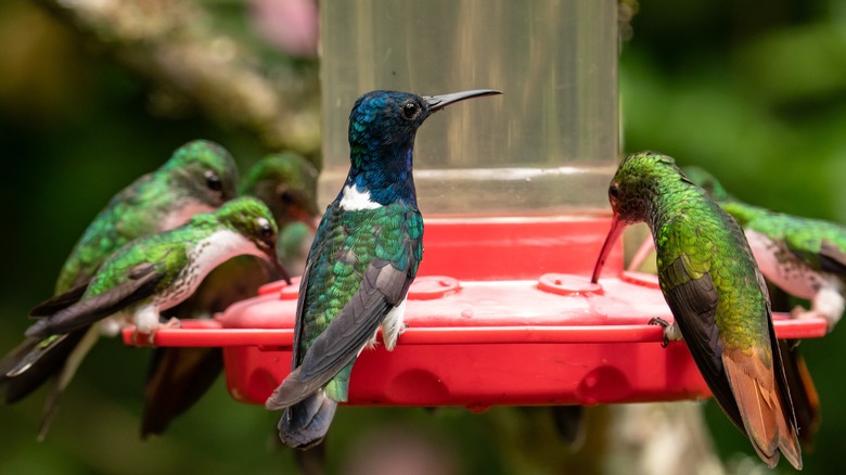several hummingbirds at feeder