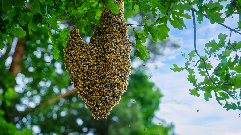 A natural bee hive hangs from the branch of a tree
