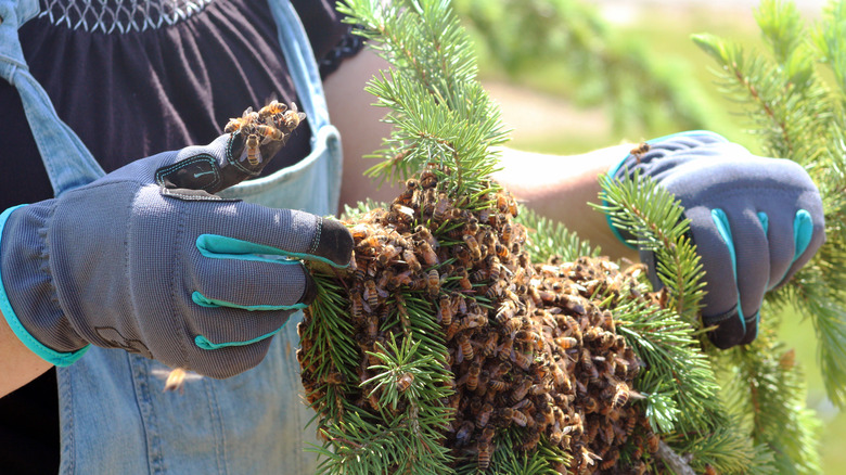 A beekeeper removes a honeybee swarm from a tree branch