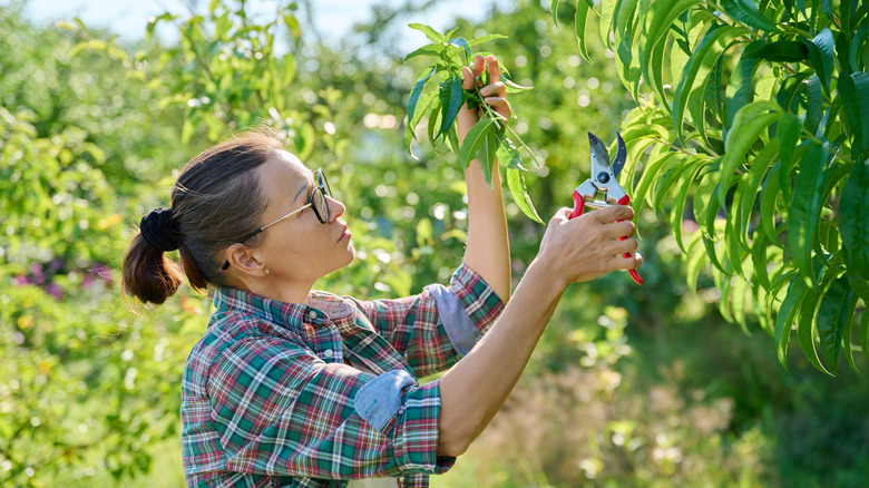 lady using pruning shears in garden