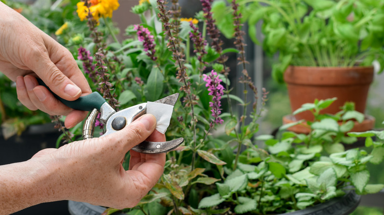 Person cleaning pruning shears with wipe