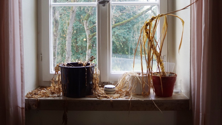 Dead potted plants