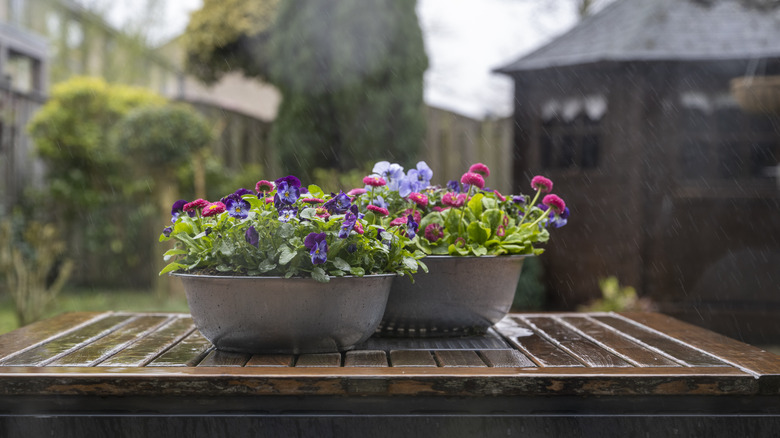 plants in metal pot planter in a garden