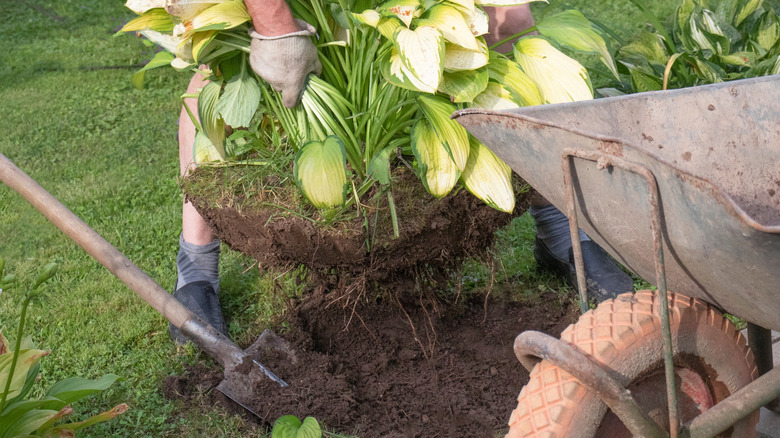 A gardener pulling a large hosta clump out of the ground