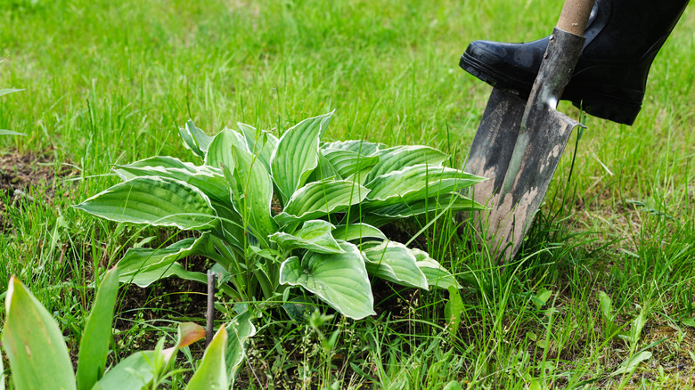 A gardener using a spade to dig up a small clump of hostas