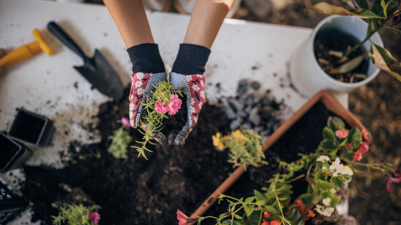 Small clumps of flowers being planted in a garden box